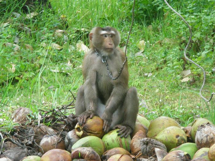 A Monkey with his Coconuts