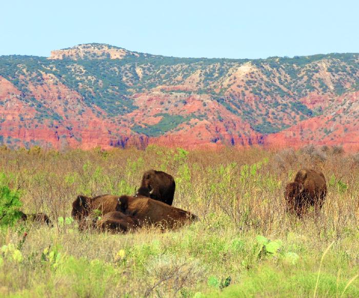 Caprock Canyons State Park