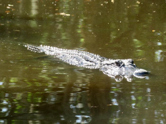 Louisiana Airboat Adventure and Swamp Tour