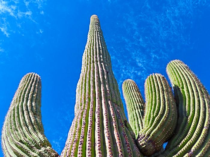 Saguaro Cactus at Sagauro National Park
