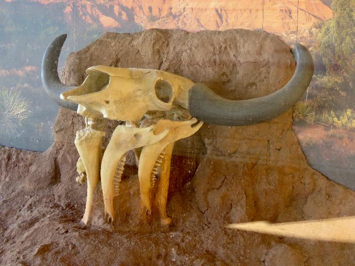 Replica of Bison Skull perched atop Bones discovered Nearby