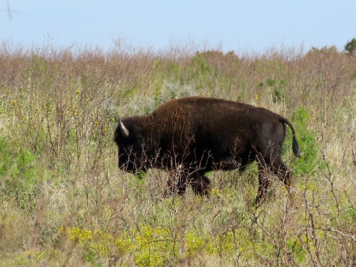Mixed-Grass Prairie where the Bison sometimes Roam