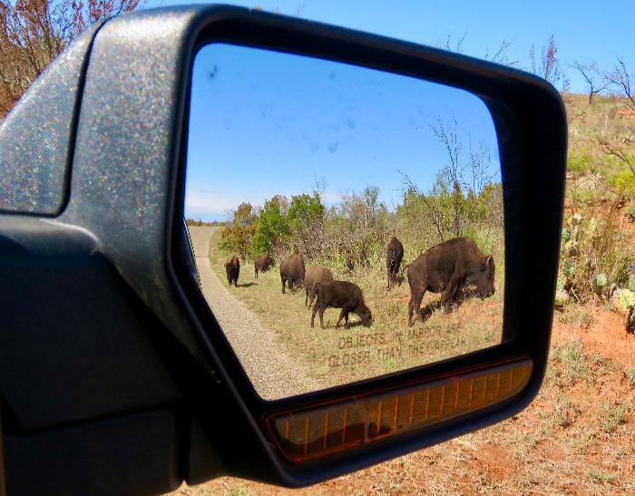 Caprock Canyons State Park - No Matter Where You Are, You Might See a Bison