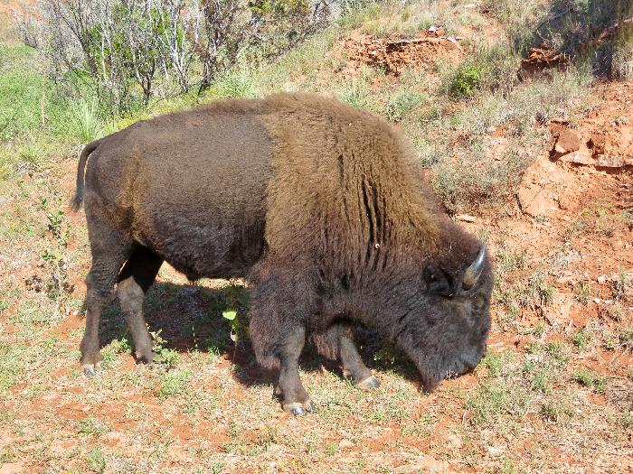One of Many Bison in the Official Texas State Bison Herd