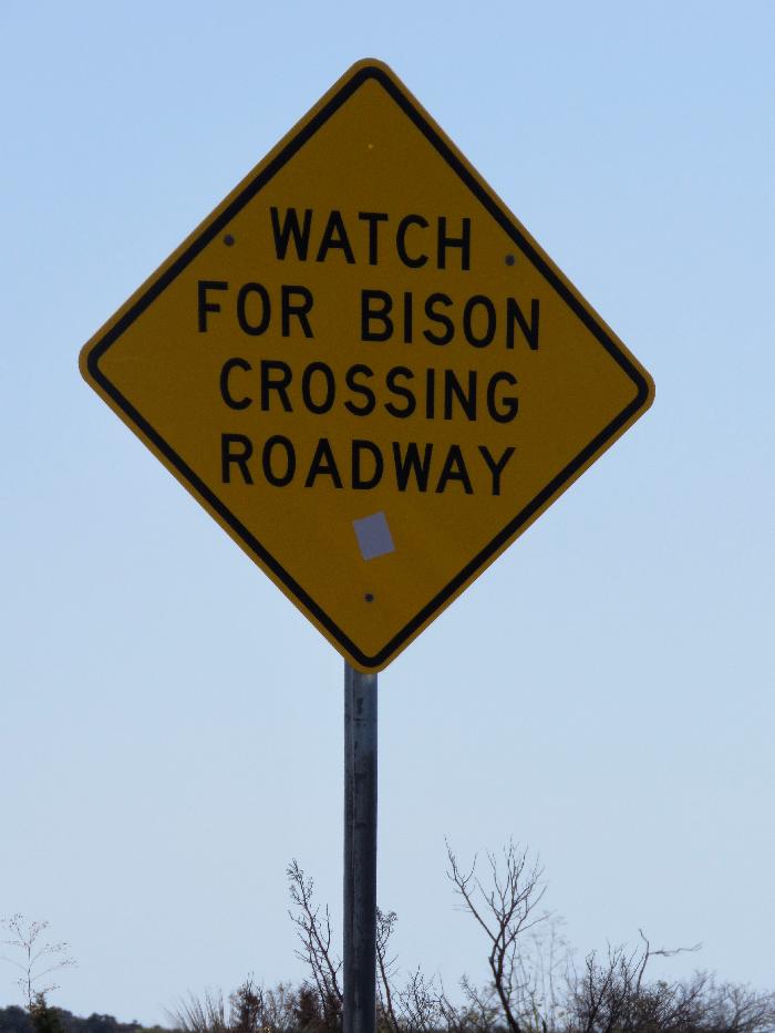 Be Bison Aware - They're Everywhere!