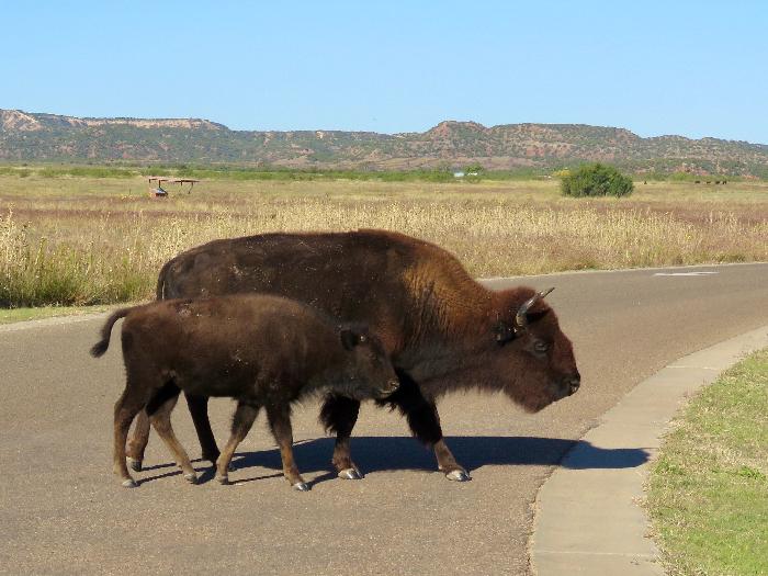 Waiting Our Turn to Enter ... As the Bison Cross the Main Park Road