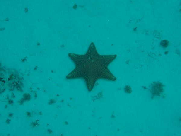 Amazingly Impressive Rare 6 Point Starfish