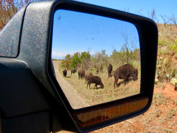 Texas State Bison Herd at Caprock Canyons State Park