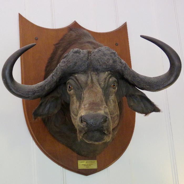 Cape Buffalo from Stanley Defenthal's 1983 Hunt