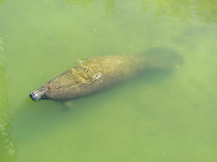 Tampa Electric's Manatee Viewing Center