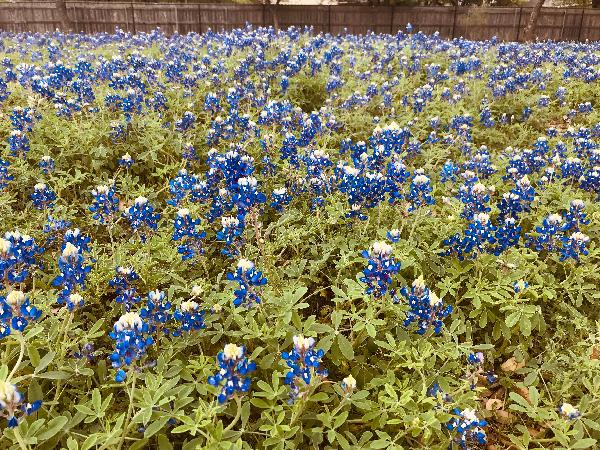 Blooming Bluebonnets to Brighten your Day!