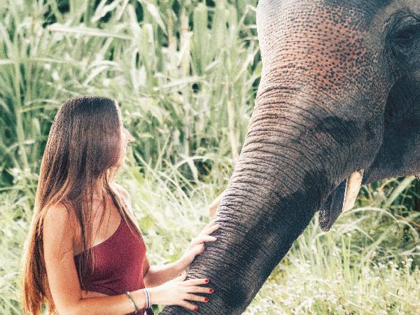 Elephant Rides: Should You or Shouldn't You?