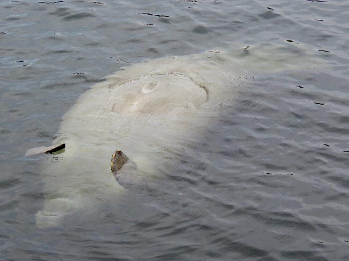 Playful Manatee in the Homosassa River