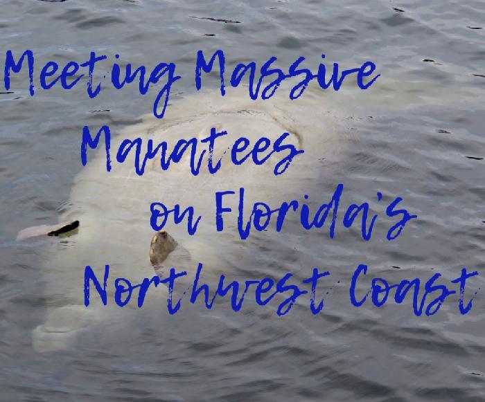 Meeting Massive Manatees on Florida's Northwest Coast