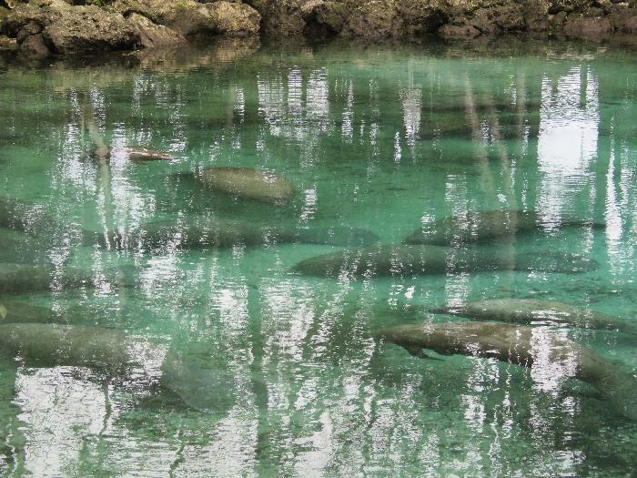 It's a Manatee Party at Three Sisters Springs!