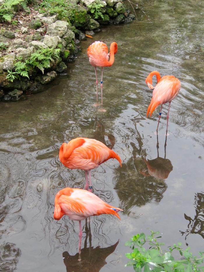 Flamingos along the Homosassa Springs Wildlife Walk