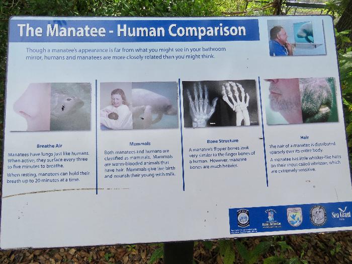 The Manatee - Human Comparison