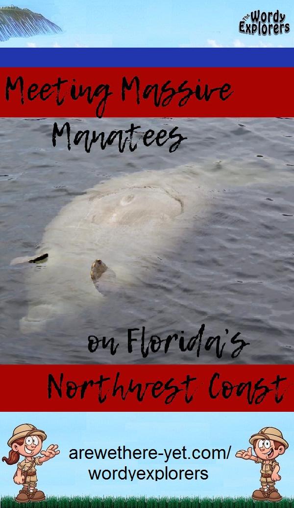 Meeting Massive Manatees on Florida's Northwest Coast