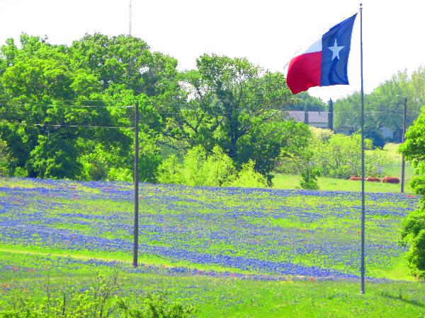 Texas' Best Bluebonnet Festival in Ennis Texas