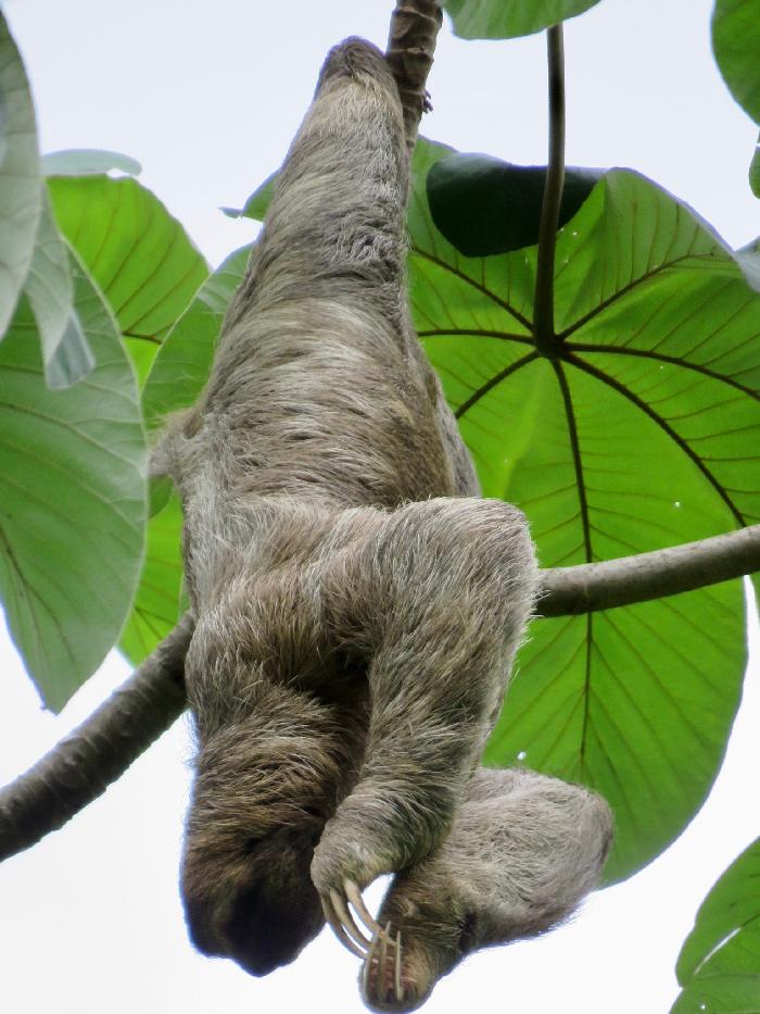 Just Hanging ... Look at the Nails on that Sloth!