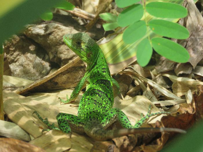 Green Lizard, one of Costa Rica's Many Lizard Varieties 