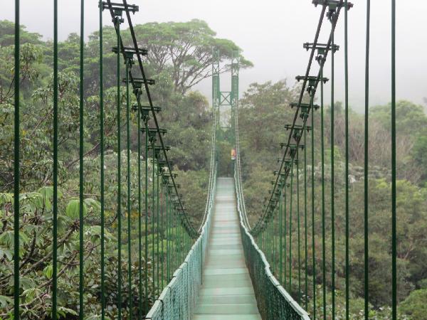 Walking from Treetop to Treetop in a Cloud Forest