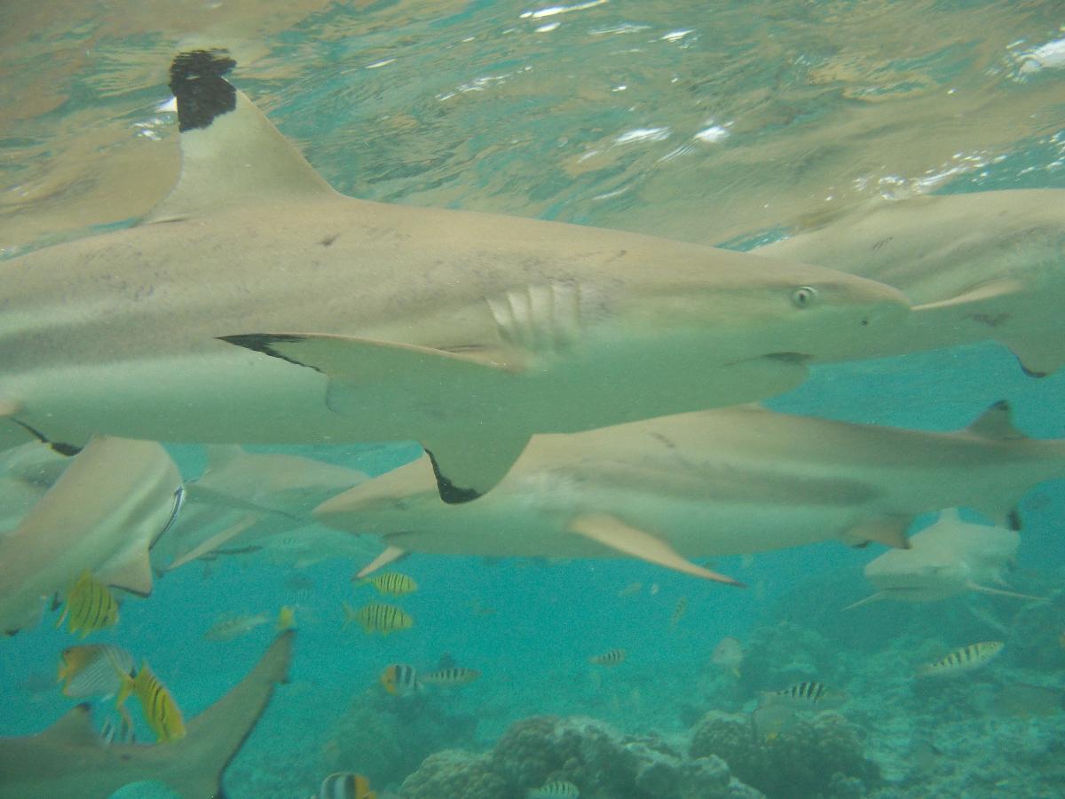 Swimming with the Sharks in Bora Bora