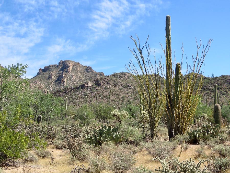 Desert Landscape in Saguaro National Park