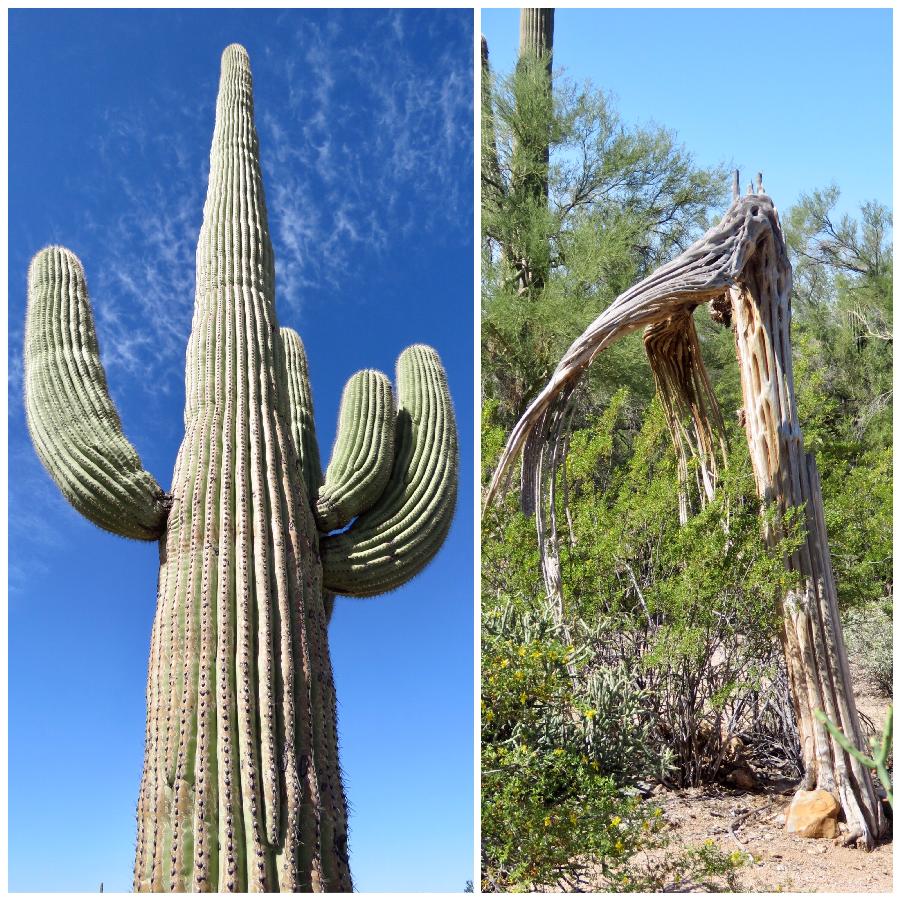 That's One Tall Saguaro! (and a Deceased Saguaro)
