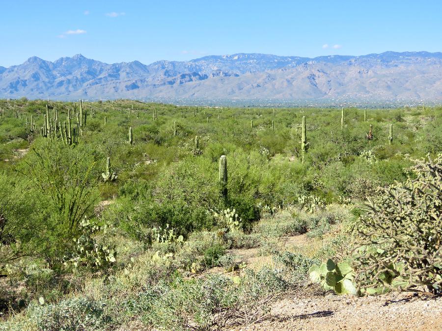 Desert & Mountain View from Sonoran Desert Overlook