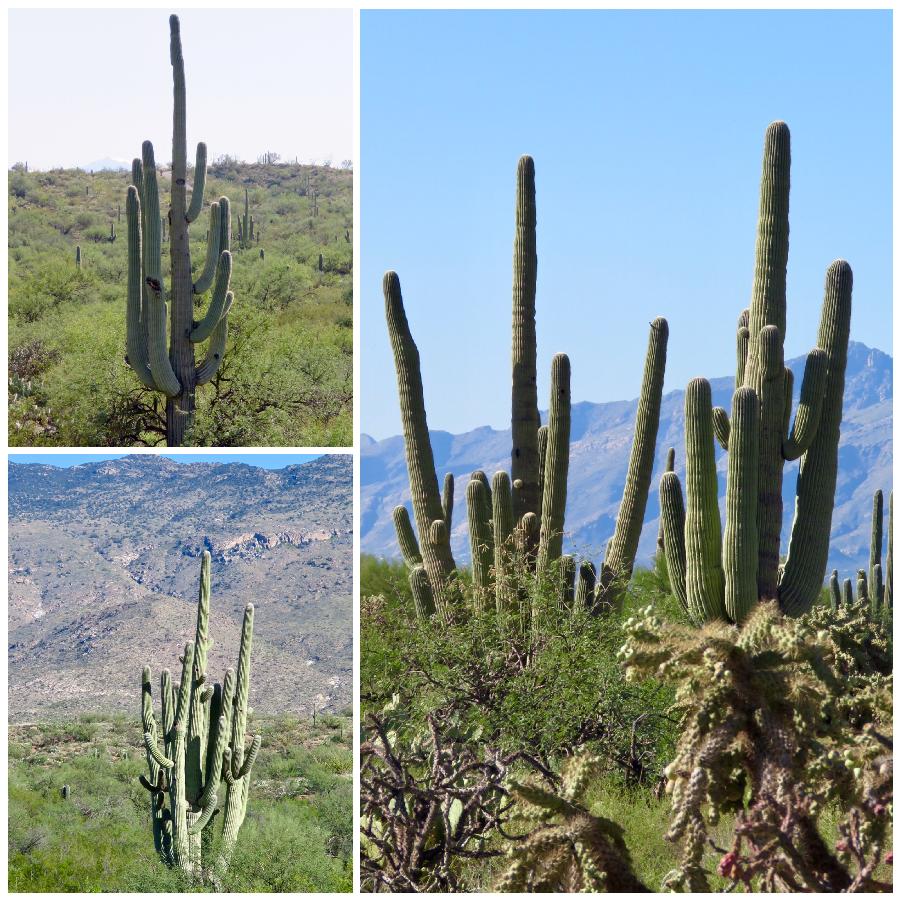 Survival of the Saguaros