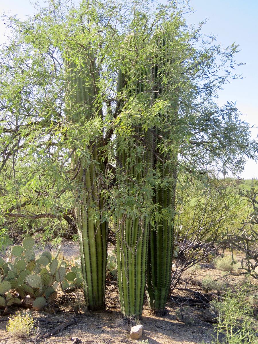 Younger Cactus in Saguaro East