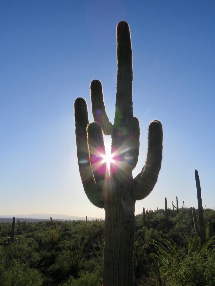 Sun Peaking through Saguaro Arms