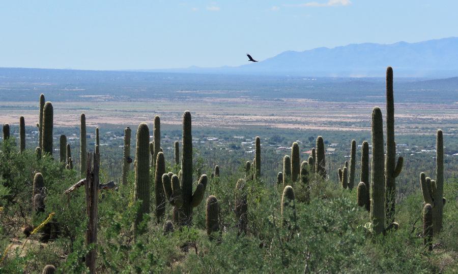 Sailing above the Cactus Forest