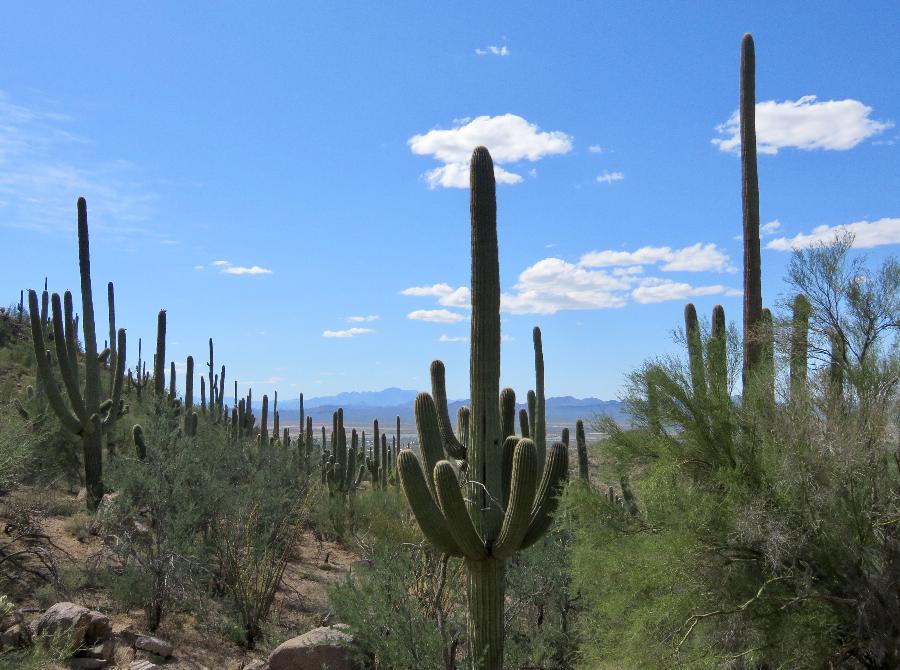 View of the Cactus Forest
