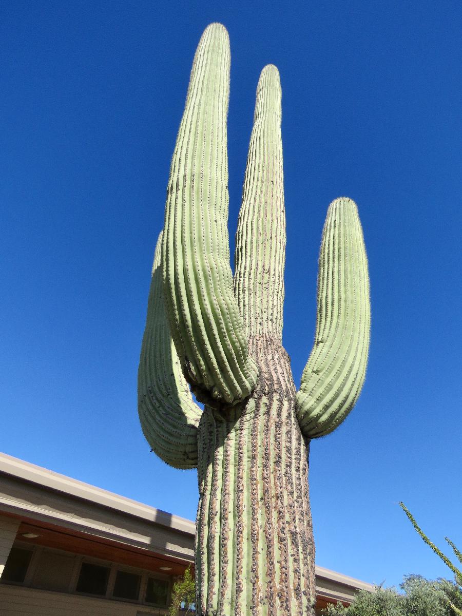 Centennial Saguaro