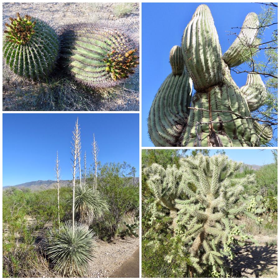 A Sampling of Plant Life Along the Desert Ecology Trail