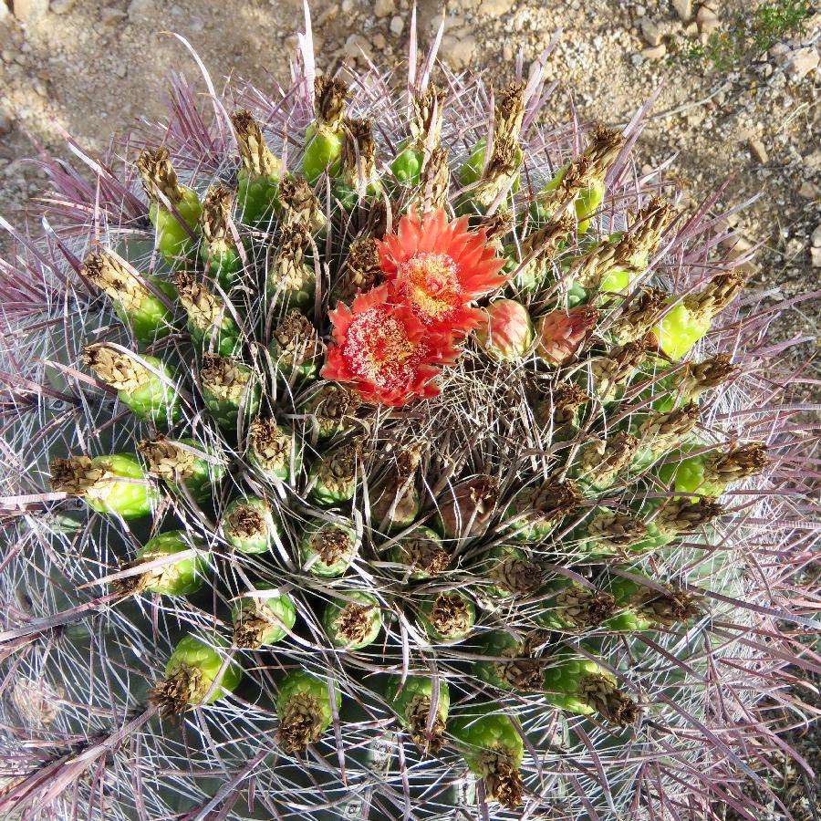 Cactus Bloom at Saguaro National Park