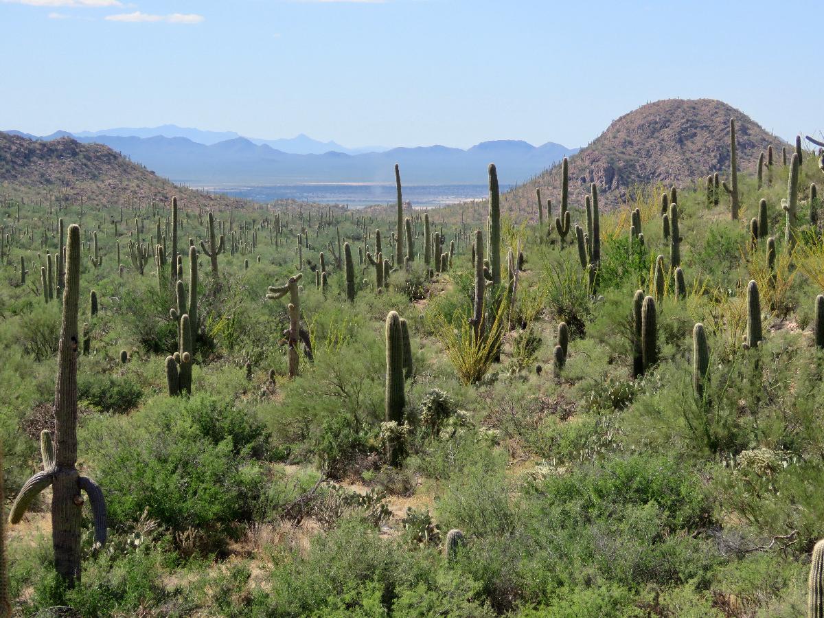 Capturing the Beauty along Cactus Forest Loop Scenic Drive