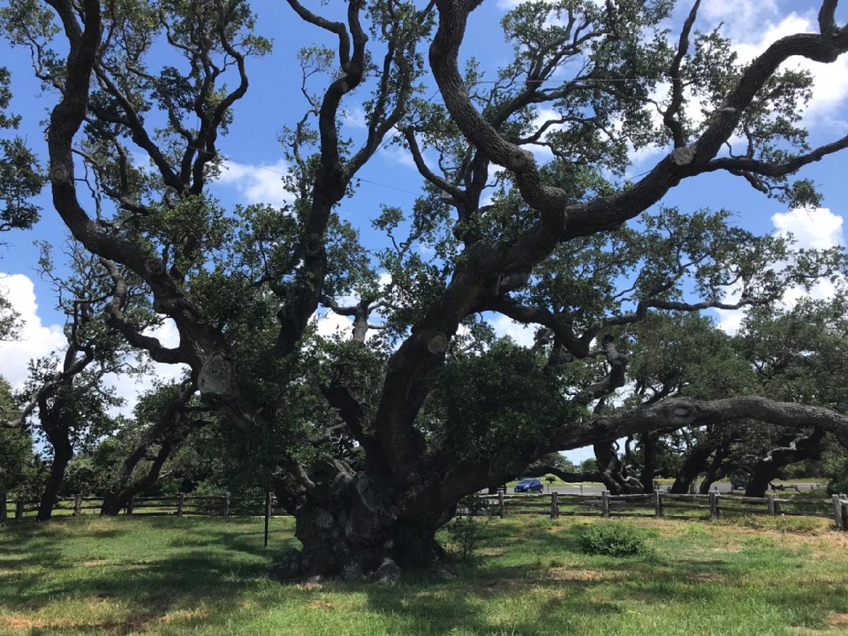 Famous Big Tree is Found Near Goose Island State Park