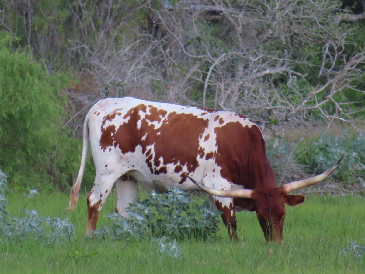 Longhorn Steers Near our Recent Camping Site
