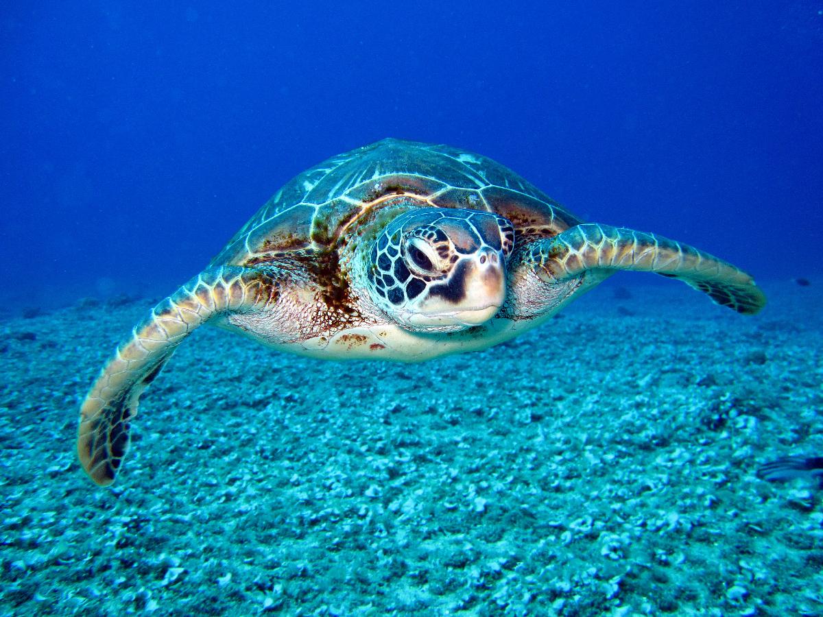 Florida's Sea Turtles: Where to See Them Nest