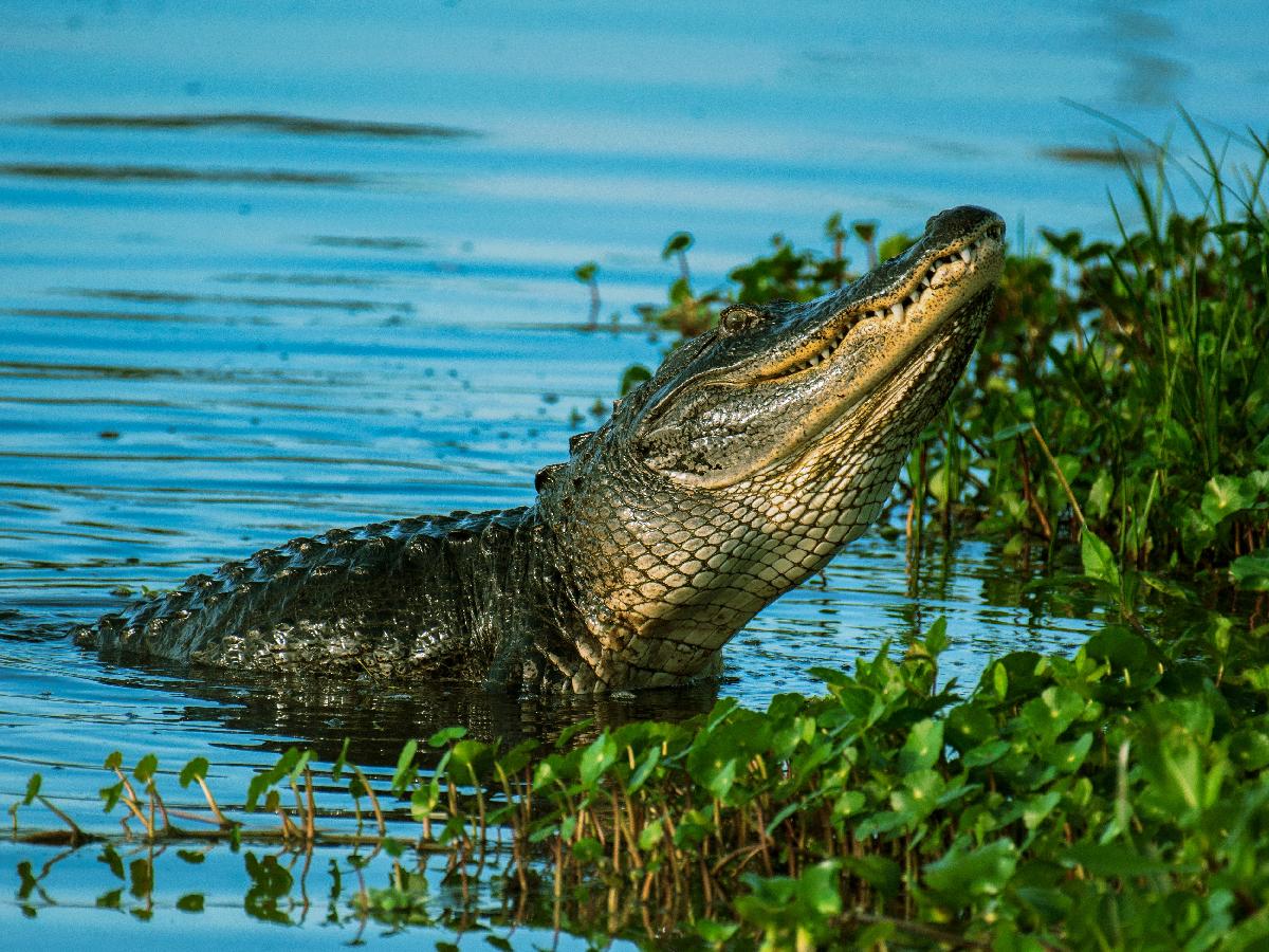 Excellent Tips on Exploring the Everglades