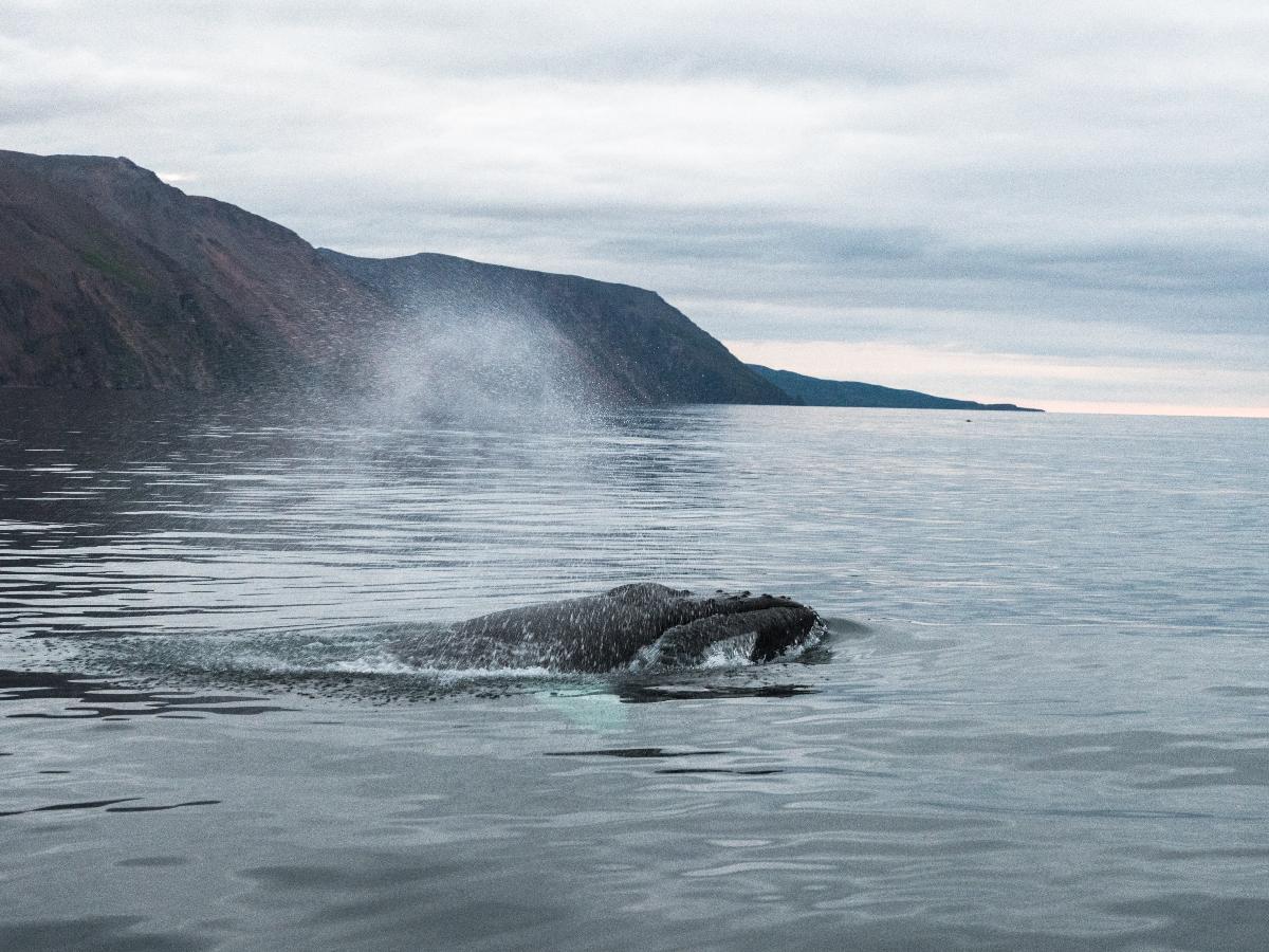 Looking for Adventure Travel? How About Kayaking with Whales