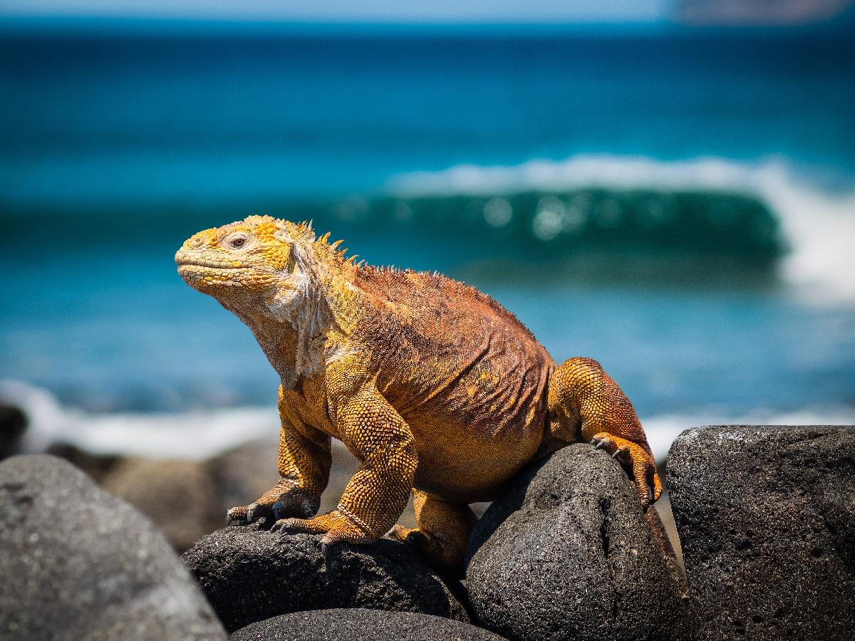 Planning a Cruise Tour to the Galapagos Islands