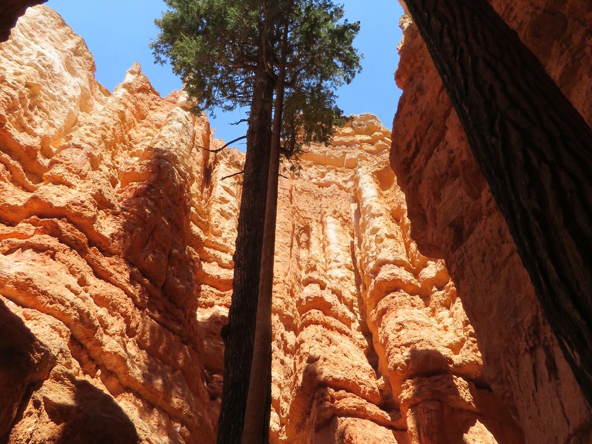 Trees Growing through Canyons at Bryce Canyon National Park