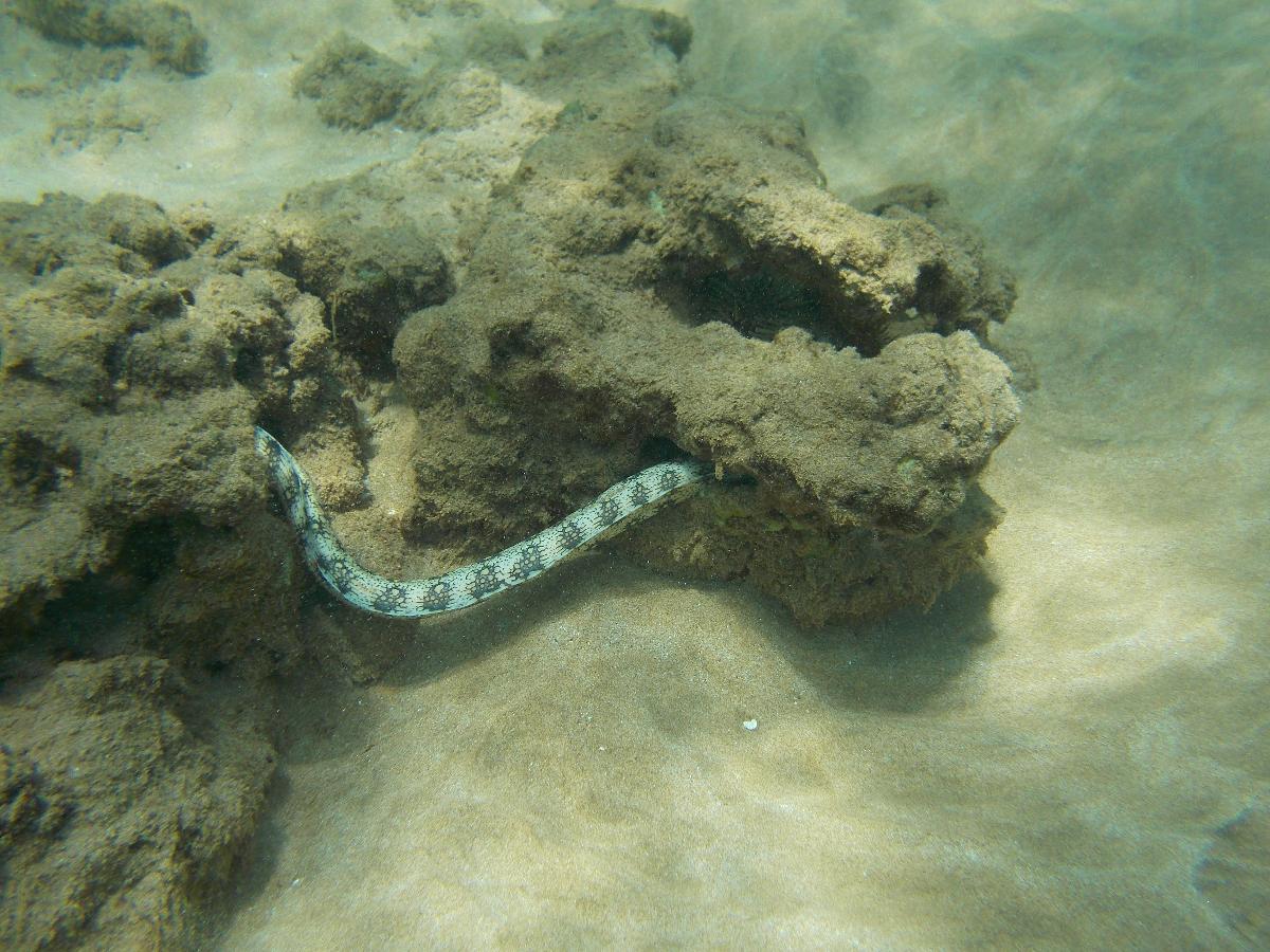 Impressive Sea Snake at Maui's Turtle Town