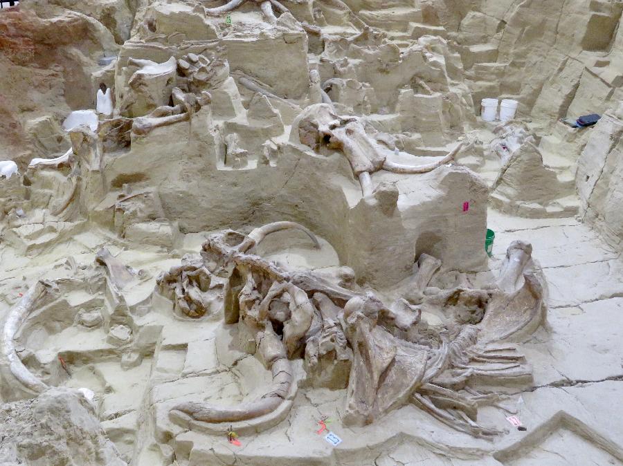 Preserved Bones of Mammoth Skeleton Nicknamed Napoleon 