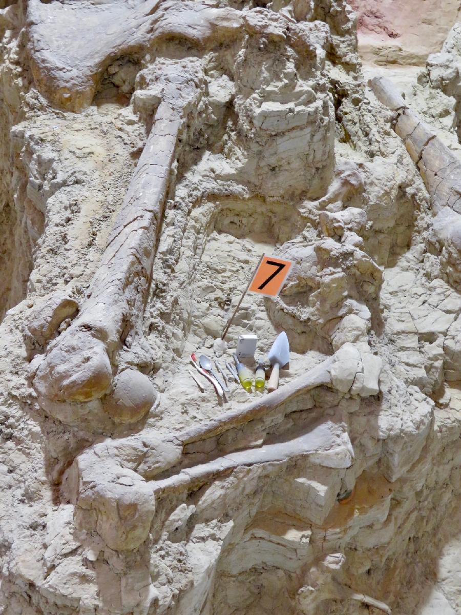 Leg Bones of a Mammoth surrounding Excavation Tools