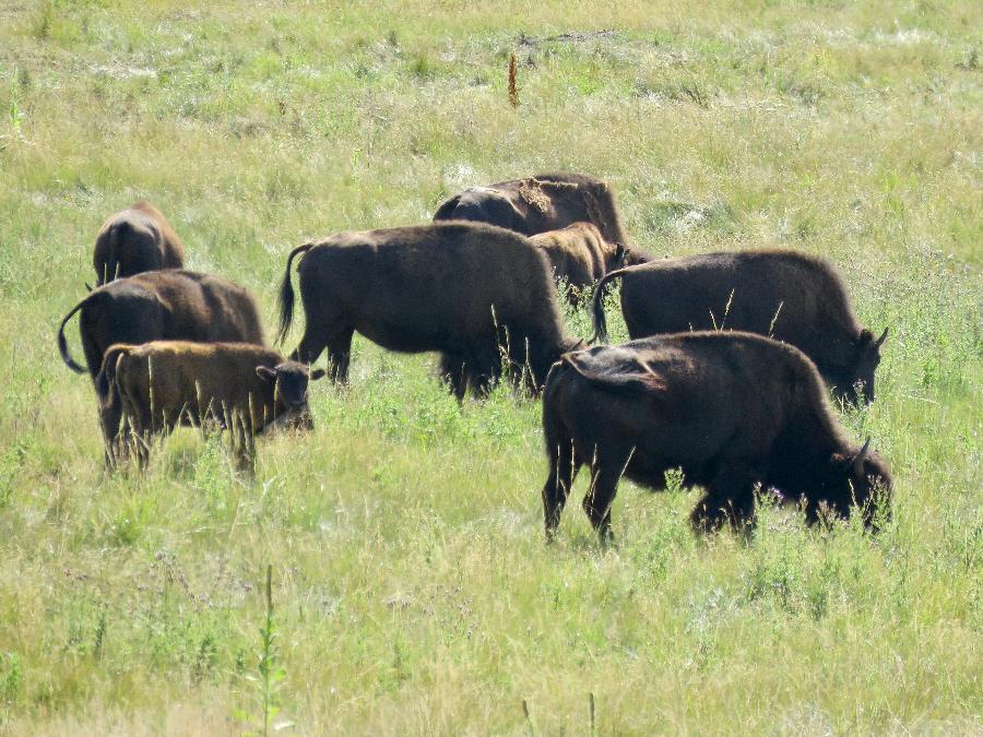 Bison Grazing in Wind Cave National Park